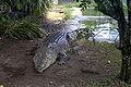 Picture of a rather large Crocodile, taken outside Cairns