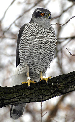 Hanjüger (Accipiter gentilis)