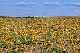 Pumpkin field (SDG 2)