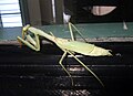 Adult female Stagmomantis limbata