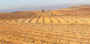 Vinhedos de Cariñena no inverno, província de Saragoça, Espanha. Cariñena é uma importante região vinícola da Espanha, constituída em 1933, foi uma das primeiras a conseguir a Denominação de Origem no país. A variedade de uva mais comum é a Grenache e sua produção em 2013 foi de 57 milhões de litros, dos quais 75% foram exportados. (definição 5 637 × 2 793)