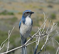 Aphelocoma californica