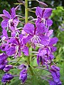 Epilobium Angustifolium