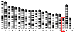 Chromosome 19 (souris)