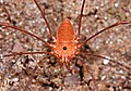 Opiliones