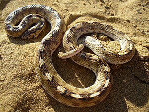 Un serpent Lytorhynchus paradoxus dans la région de Jaisalmer.