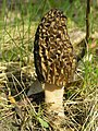 Morchella conica