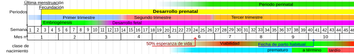 Calendario del desarrollo prenatal. La implantación del blastocisto comienza al final de la primera semana después de la fecundación —séptimo u octavo día— y finaliza a finales de la segunda semana —14 días después de la fecundación—.