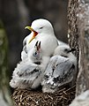 Farne Islands, England