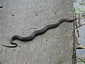 Mature northern watersnake sunning itself near Battersea, Ontario