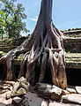 Porośnięte mury Ta Prohm