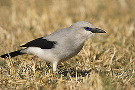 Zavattariornis stresemanni