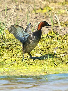 Nomiga formo Tachybaptus ruficollis ruficollis en Hispanio