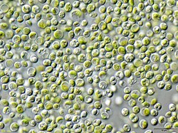 Chlorella vulgaris.