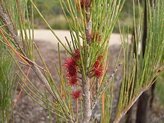 Description de l'image Allocasuarina littoralis 1.jpg.