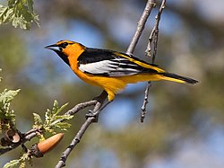 Bullocks trupial (Icterus bullockii), han