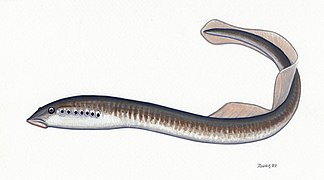 Lampreys are often parasitic and have a toothed, funnel-like sucking mouth.