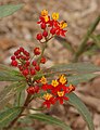 Flowers with ants feeding on the nectar