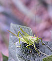 Tettigonia cantans