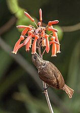 female C. s. lamperti feeding on Aloe zebrina in Kenya