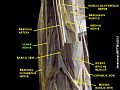 Ulnar nerve