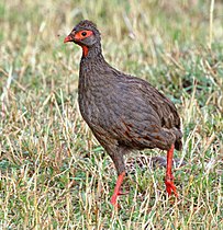 P. a. cranchii (Leach, 1818) in western Kenya