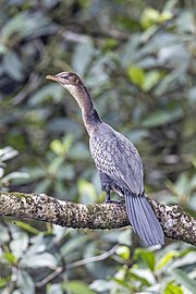 juvenile São Tomé and Príncipe