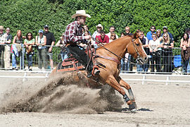 Compétition de reining, figure du sliding stop, ou arrêt glissé