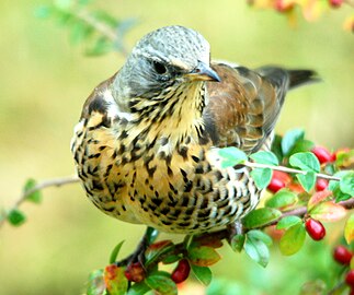 Turdus pilaris e Larvik (Vestfold, kreisteiz Norvegia)