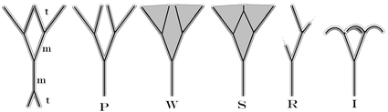 t=teloom, m=mesoom P=Planatie, Vergroeiing: W=Webbing en S=Syngenese, R=Reductie, I=Incurvatie