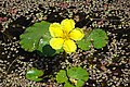 Nymphoides peltata.