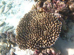 Acropora digitifera