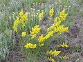 Galium verum - Geel walstro