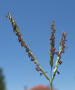 Digitaria didactyla