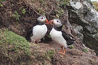 Pair outside burrow on Skomer Island, Wales