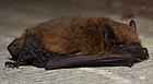 Pipistrelle commune