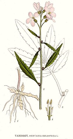 Hammasjuuri (Cardamine bulbifera, syn. Dentaria bulbifera)