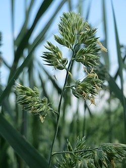 Koiranheinä (Dactylis glomerata)