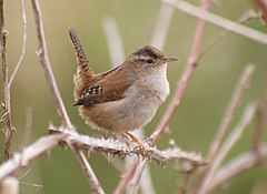 Description de l'image Cistothorus palustris -Reifel Island, Vancouver-8.jpg.