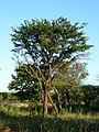 Enkeldoring (Acacia robusta)