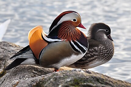 Rață mandarin