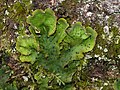 Peltigera aphtosa