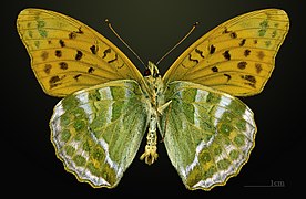 Male underside