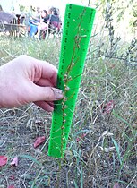 Unusual spike-like form growing in winter