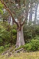 Cultivated specimen in Wellington Botanic Garden, New Zealand