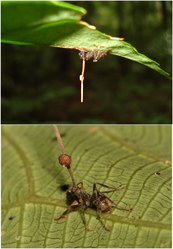 Camponotus leonardi mieren geparasiteerd door Ophiocordyceps unilateralis.