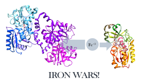 Lactoferrin is a protein found in the immune system, and is a common defense against bacterial infections, which it is able to do by binding to iron with a higher affinity than most proteins.