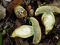 Boletus fragrans