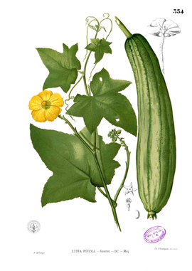 Luffa aegyptiaca