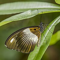 A Mimetic swallowtail on a leaf